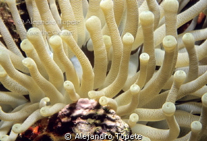 Anemone in the reef, Cozumel Mexico by Alejandro Topete 